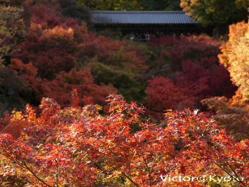 東福寺 013.JPG