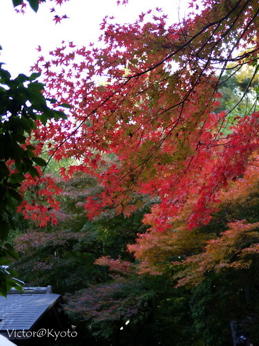 野宮神社 12.JPG