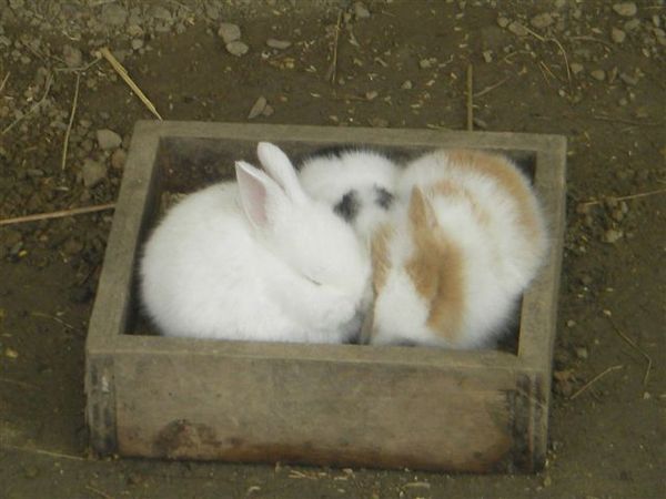 03兔子禮盒2.JPG