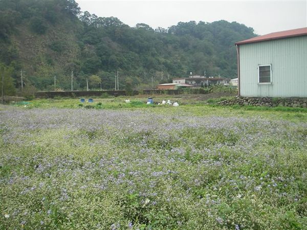 新竹橫山2.JPG