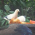 DSCF4995 Pied Imperial Pigeon.JPG