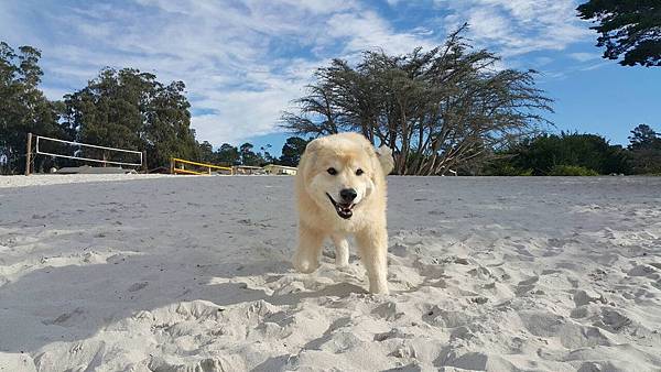 20151227026 Carmel by the sea.jpg 20151227026 Carmel by the sea.jpg