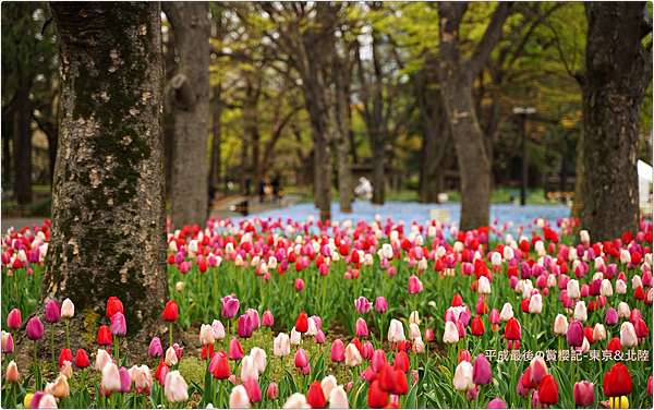 東京 北陸 日比谷公園原來也有粉蝶花 小威的blog 痞客邦