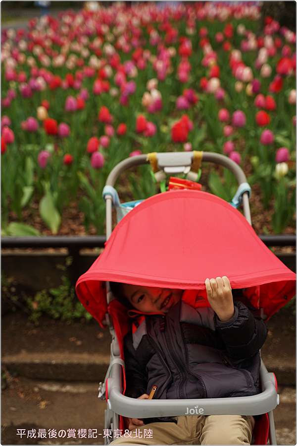 東京 北陸 日比谷公園原來也有粉蝶花 小威的blog 痞客邦 東京 北陸 日比谷公園原來也有粉蝶花 小威的blog 痞客邦