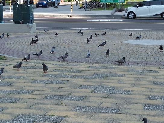 藝文街道 鴿子群.jpg
