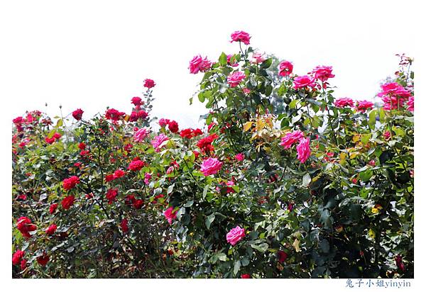 IMG_2345_副本.jpg IMG_2345_副本.jpg