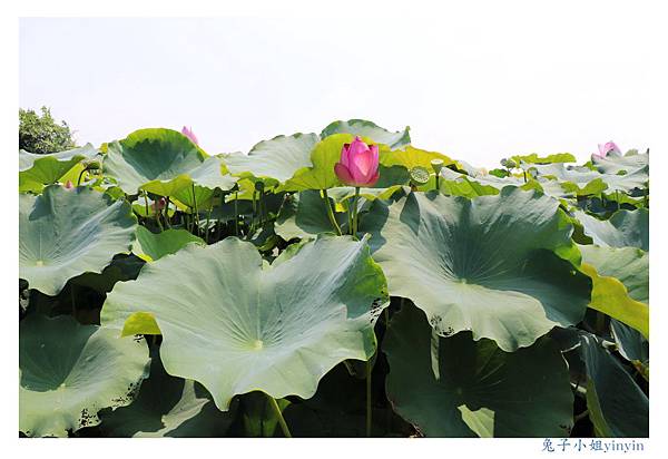 IMG_2351_副本.jpg IMG_2351_副本.jpg