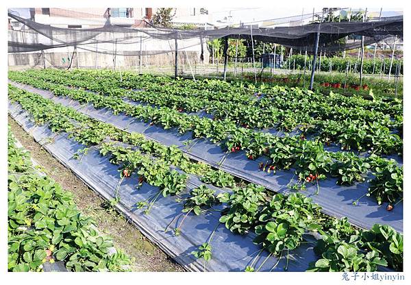 IMG_0043_副本.jpg IMG_0043_副本.jpg