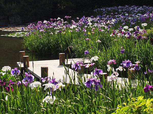 私房景點 平安神宮上千株杜若 稀有種折鶴 花菖蒲飛舞雙池 Welcome Home 回 家大阪優質平價民宿 痞客邦