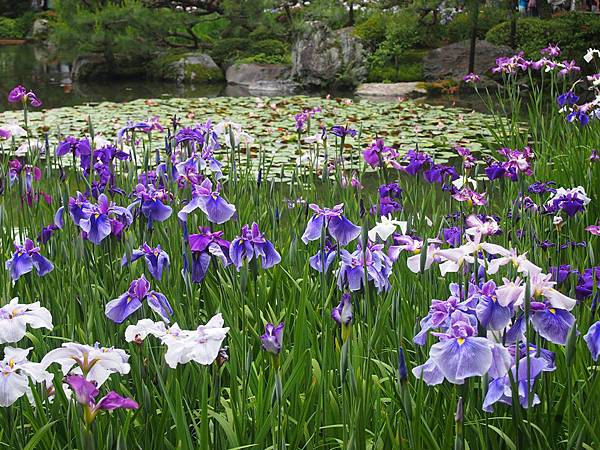 私房景點 平安神宮上千株杜若 稀有種折鶴 花菖蒲飛舞雙池 Welcome Home 回 家大阪優質平價民宿 痞客邦 私房景點 平安神宮上千株杜若 稀有種折鶴 花菖蒲飛舞雙池 Welcome Home 回 家大阪優質平價民宿 痞客邦