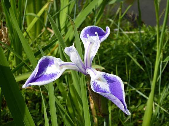 私房景點 平安神宮上千株杜若 稀有種折鶴 花菖蒲飛舞雙池 Welcome Home 回 家大阪優質平價民宿 痞客邦 私房景點 平安神宮上千株杜若 稀有種折鶴 花菖蒲飛舞雙池 Welcome Home 回 家大阪優質平價民宿 痞客邦