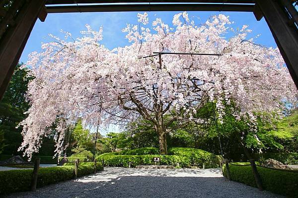 妙心寺退蔵院​​​​​​​   紅枝垂桜