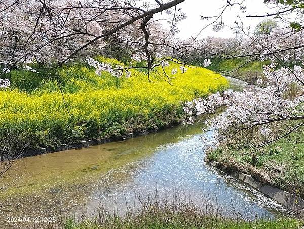 奈良の佐保川 櫻花