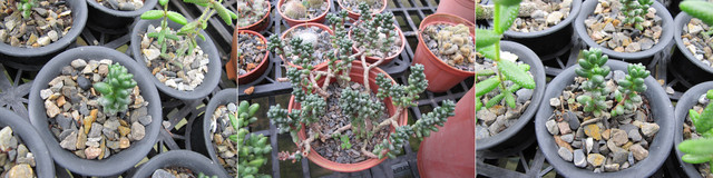 00050-25《20120428-何陽修 》 00050-25《20120428-何陽修 》