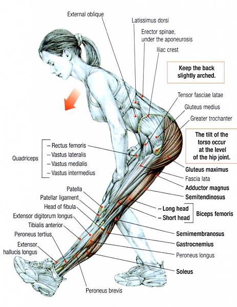 hamstring