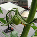 Tomato_191031_0802.png