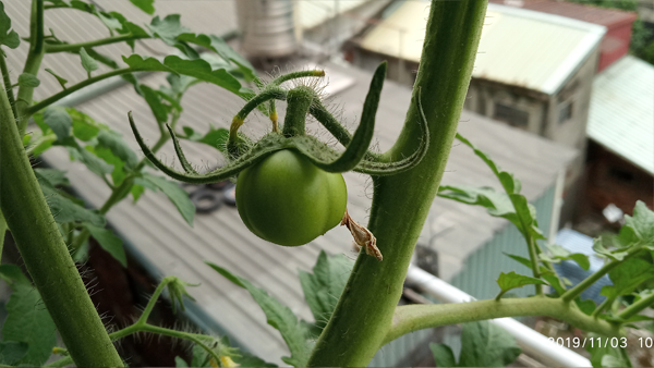 Tomato_191103_1050.png