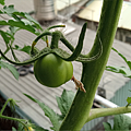 Tomato_191103_1050.png