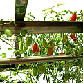 Tomato_181104_0944 (2).png