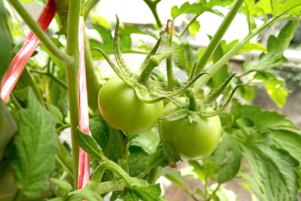 Tomato_191123_09F-2-2.png