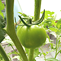 Tomato_191123_10F-1-1.png