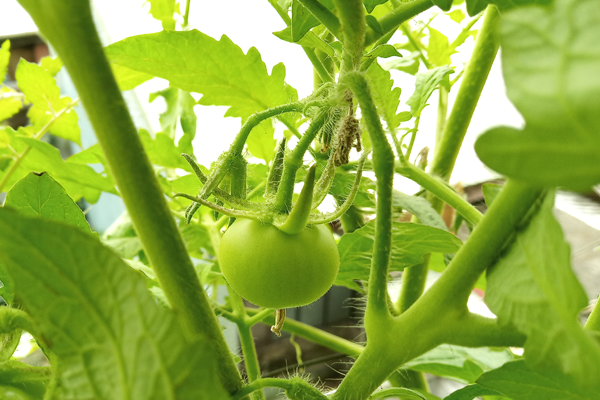 Tomato_191123_12F-2-2g.png