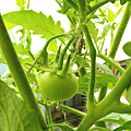 Tomato_191123_12F-2-2g.png