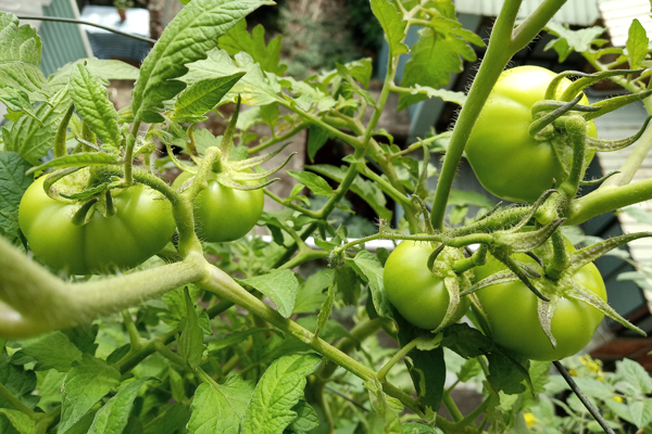 Tomato_191123_14F-3-5g.png