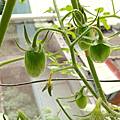 Tomato_191123_SRR_10F-1-5g.png