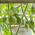 Tomato_191123_SRR_8F-1-10g.png