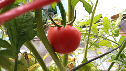 Tomato_191221_10F-1b-1g.png