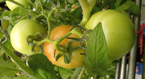 Tomato_191221_14F-1a-3g.png