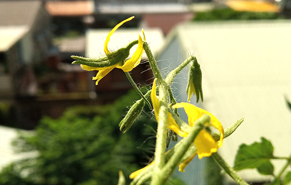 小蕃茄_2021_1002_07