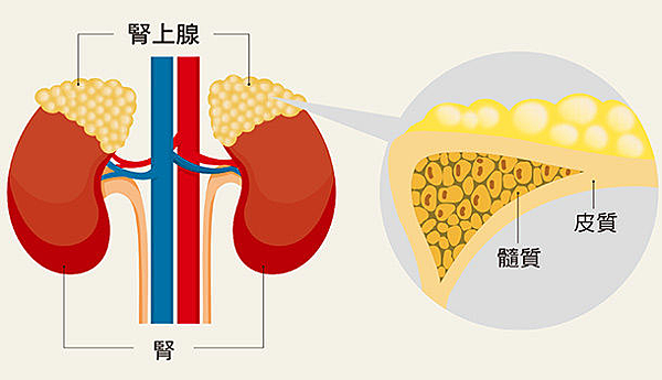 。類固醇 藥物知識