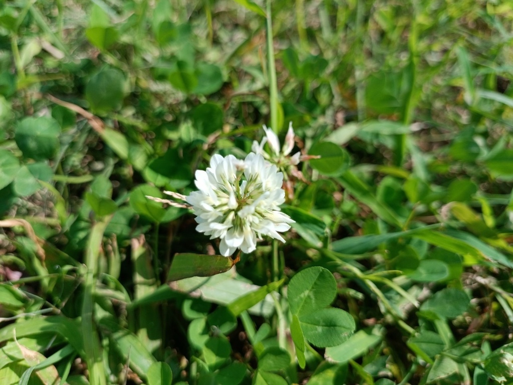 LINE_ALBUM_2023淡水河畔小花小草_230127_16.jpg