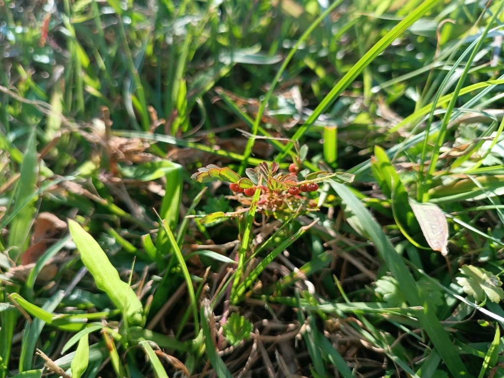 LINE_ALBUM_2023淡水河畔小花小草_230127_20.jpg