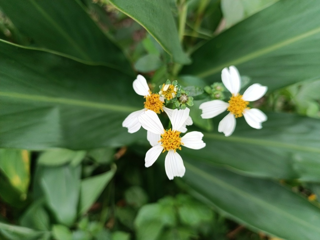 LINE_ALBUM_2023淡水河畔小花小草_230127_42.jpg