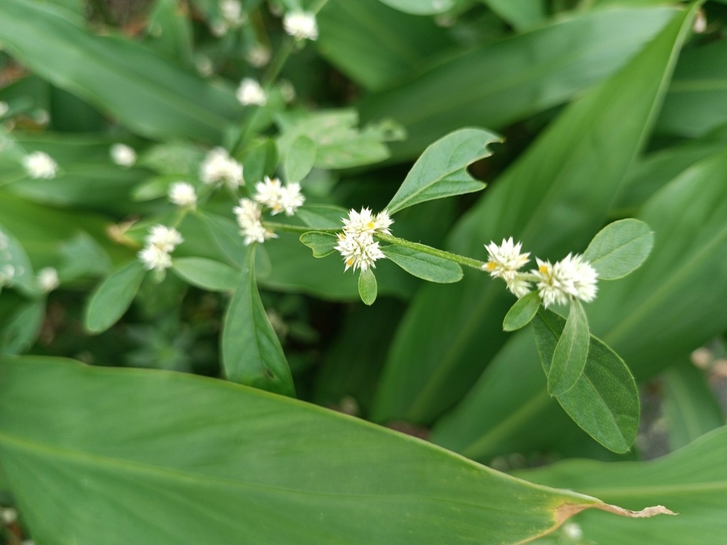 LINE_ALBUM_2023淡水河畔小花小草_230127_45.jpg