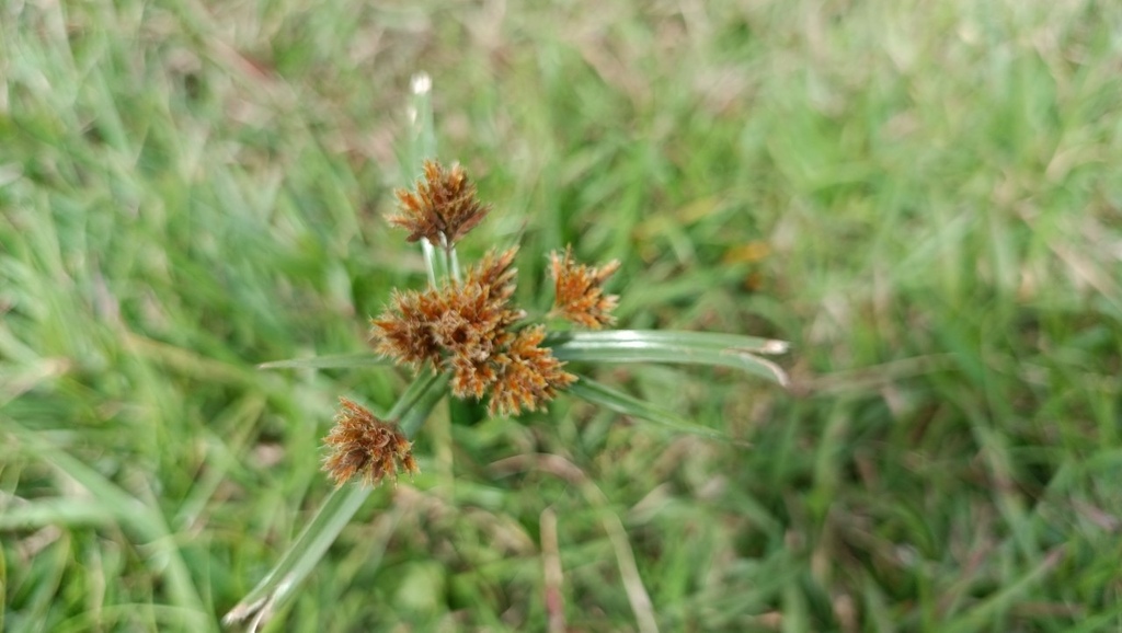 LINE_ALBUM_2023淡水河畔小花小草_230127_48.jpg