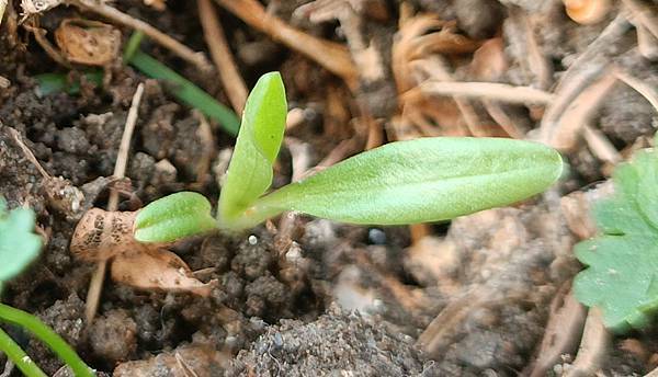 。小吳植物園 - 蘭科4月 - 綬草蘭花