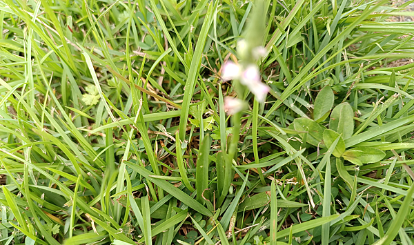 。小吳植物園 - 蘭科 - 綬草蘭花