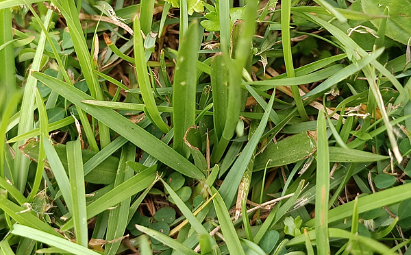 。小吳植物園 - 蘭科4月 - 綬草蘭花