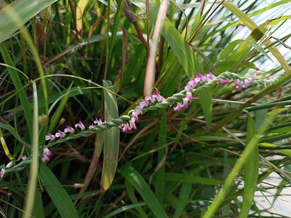 。小吳植物園 - 蘭科4月 - 綬草蘭花