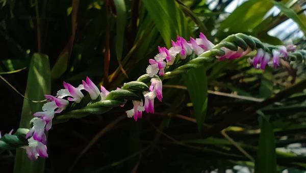 。小吳植物園 - 蘭科4月 - 綬草蘭花