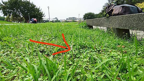 。小吳植物園 - 蘭科 - 綬草蘭花