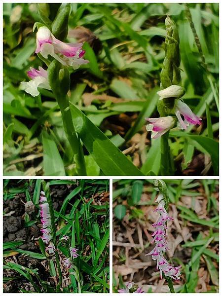 。小吳植物園 - 蘭科4月 - 綬草蘭花