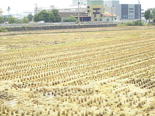 稻田啟示7.jpg