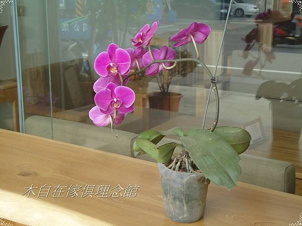 春暖花開1.JPG 春暖花開1.JPG