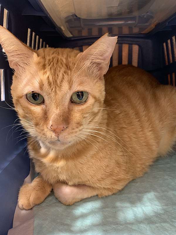 貓的淋巴癌:血液腫瘤中的頭號殺手【新竹康乃爾動物醫院腫瘤科】 @ 康