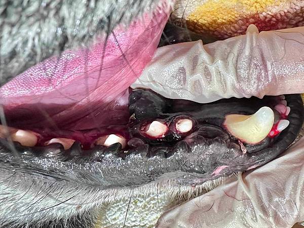 狗的口腔黑色素瘤：部分下頷切除術【新竹康乃爾動物醫院腫瘤科】